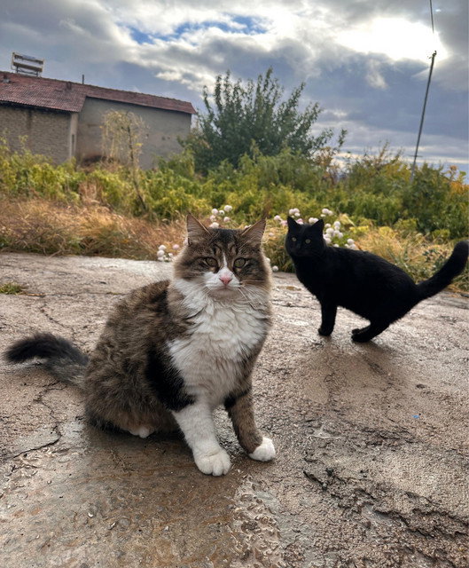 Can Toğrulca