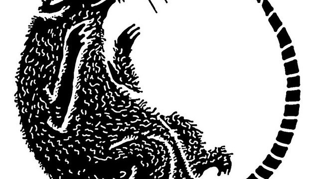 Rata Negra
