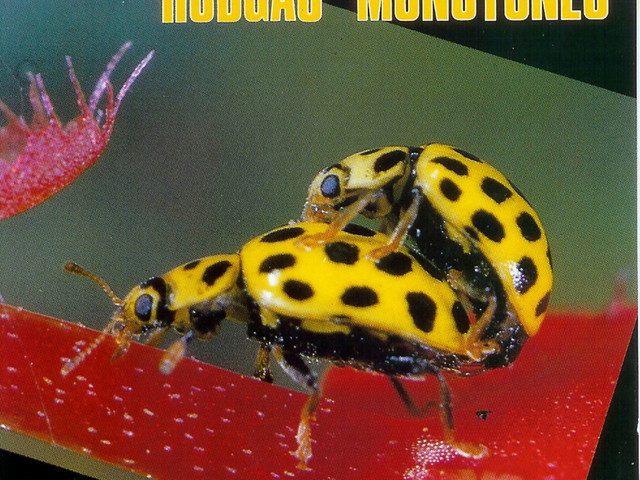 Rodgau Monotones