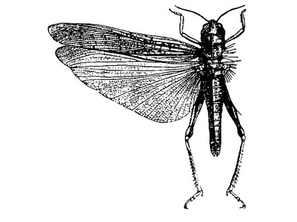 The Locust